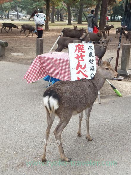 Deer, Nara Park (Nara)